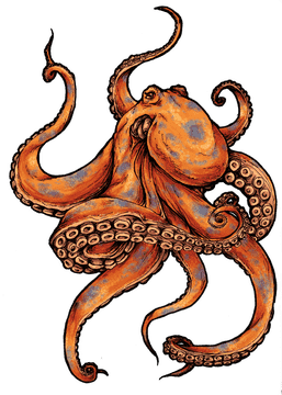 Enigmatic Dance of Octopus Tentacles PNG
