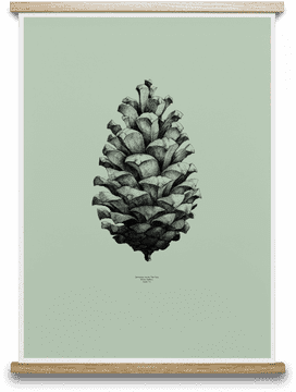 Pine Cone A Nature's Artistry Reflection PNG