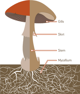 Mushroom Structure From Gills to Mycelium PNG