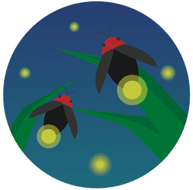 Illuminating Insects Under the Night Sky PNG