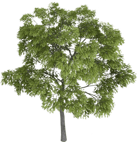 Lush Green Canopy Tree PNG