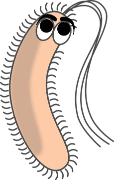 Friendly Bacteria The Animated Microbial Guide PNG