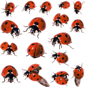 Colorful Insects A Gathering of Ladybugs PNG