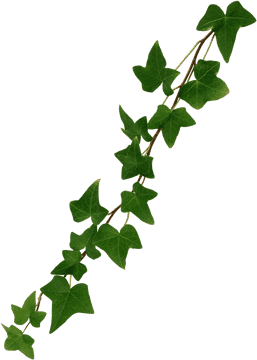 Graceful Ivy Leaf Vines in Lush Green PNG