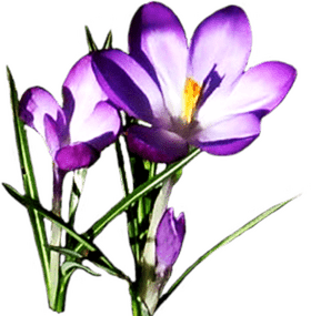 Spring Awakening Blooms of New Beginnings PNG