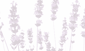 Serenity in the Lavender Field PNG