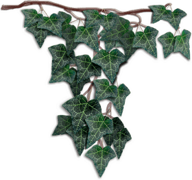 Elegant Cluster of Ivy Leaf Vines PNG