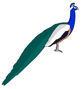 Majestic Peacock with Vibrant Feathers PNG
