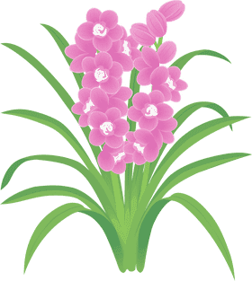 Blooming Orchid Elegance in Nature PNG