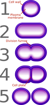 Stages of Bacterial Cell Division Process PNG
