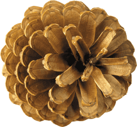 Elegant Pine Cone Showcase in Nature PNG