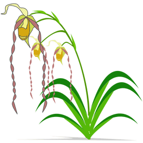 Orchid Elegance in Bloom PNG