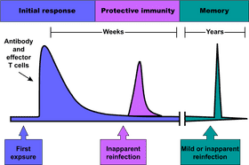 Vaccine Initial Response and Long-Term Immunity PNG