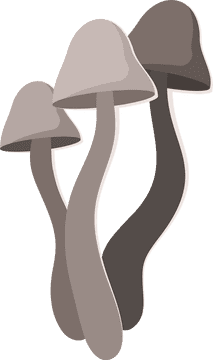Elegant Mushroom Duo in Nature's Palette PNG