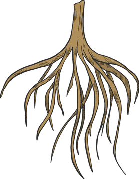 Ginger Root Nature's Spicy Elixir of Health PNG