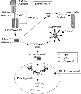 Apoptosis Pathway Key Molecules in Cell Death PNG