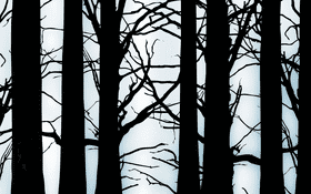 Whispers in the Misty Forest PNG