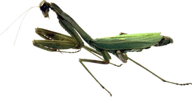 Majestic Insect The Praying Mantis PNG