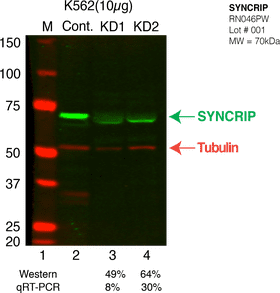 Email Communication Analysis with SYNC RIP and Tubulin PNG