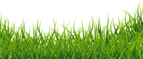 Lush Green Grass Symphony PNG