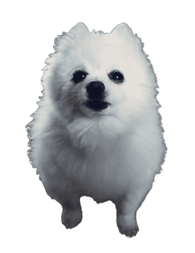 Fluffy White Dog with a Playful Spirit PNG