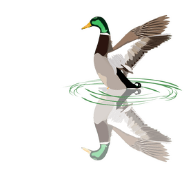 Rubber Duck Serenade on a Tranquil Pond PNG