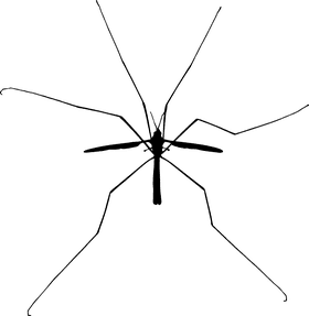 Elegant Insect of the Spider-Like Varieties PNG