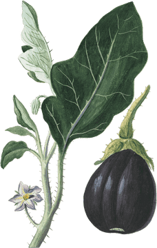 Exploring the Beauty of a Vegetable Garden PNG