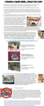 Desert Nestlings Guardians of the Arid Wilderness PNG