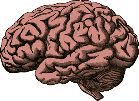 Coral Reef Nature's Masterpiece of Complexity PNG