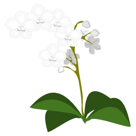 Elegance of the White Orchid Blossom PNG