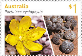 Vibrant Rubber Stamp of Australia's Wildflower PNG
