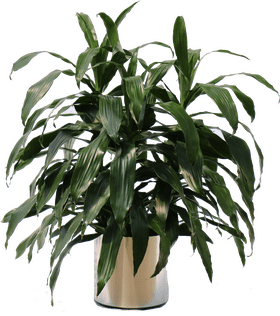Lush Indoor Plant for Vibrant Home Decor PNG