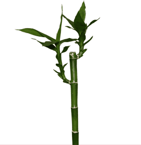 Serene Escape in a Bamboo Forest PNG