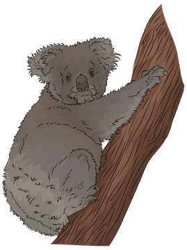 Adventurous Koala Bear in a Tree PNG