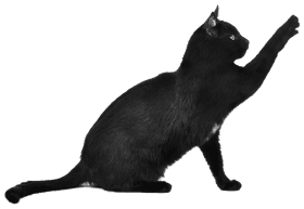 Playful Scratch of a Curious Cat PNG