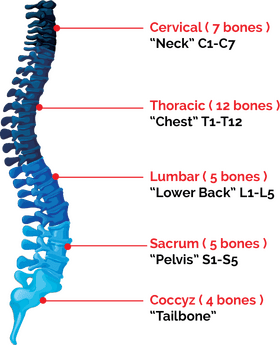Bone Structure of the Human Spine PNG