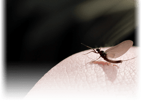 Delicate Insect Perched on Human Finger PNG