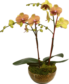 Golden Beauty Orchid Arrangement PNG