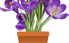 Vibrant Purple Crocus Bouquet PNG