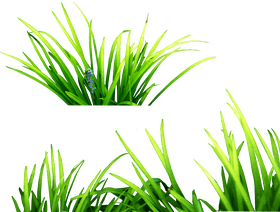 Lush Green Grass Awakening in Serenity PNG