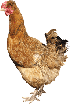 Cozy Chicken Coop for Happy Hens PNG