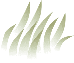 Whimsical Waves of Green Grass PNG