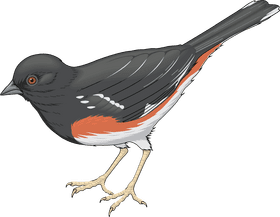 Ornate Black and Orange Bird PNG