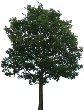 Majestic Green Tree of Serenity PNG