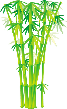 Whispering Tranquility in a Bamboo Forest PNG