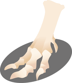Elegant Bone Structure of a Claw PNG