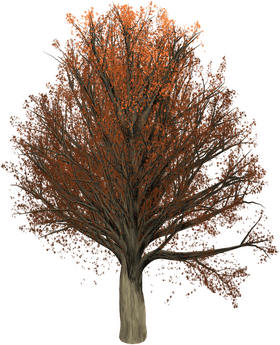 Autumn's Golden Tree of Life PNG