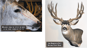 Measuring the Eye A Guide to Antlered Species PNG