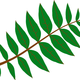 Elegant Green Leaf Arrangement PNG